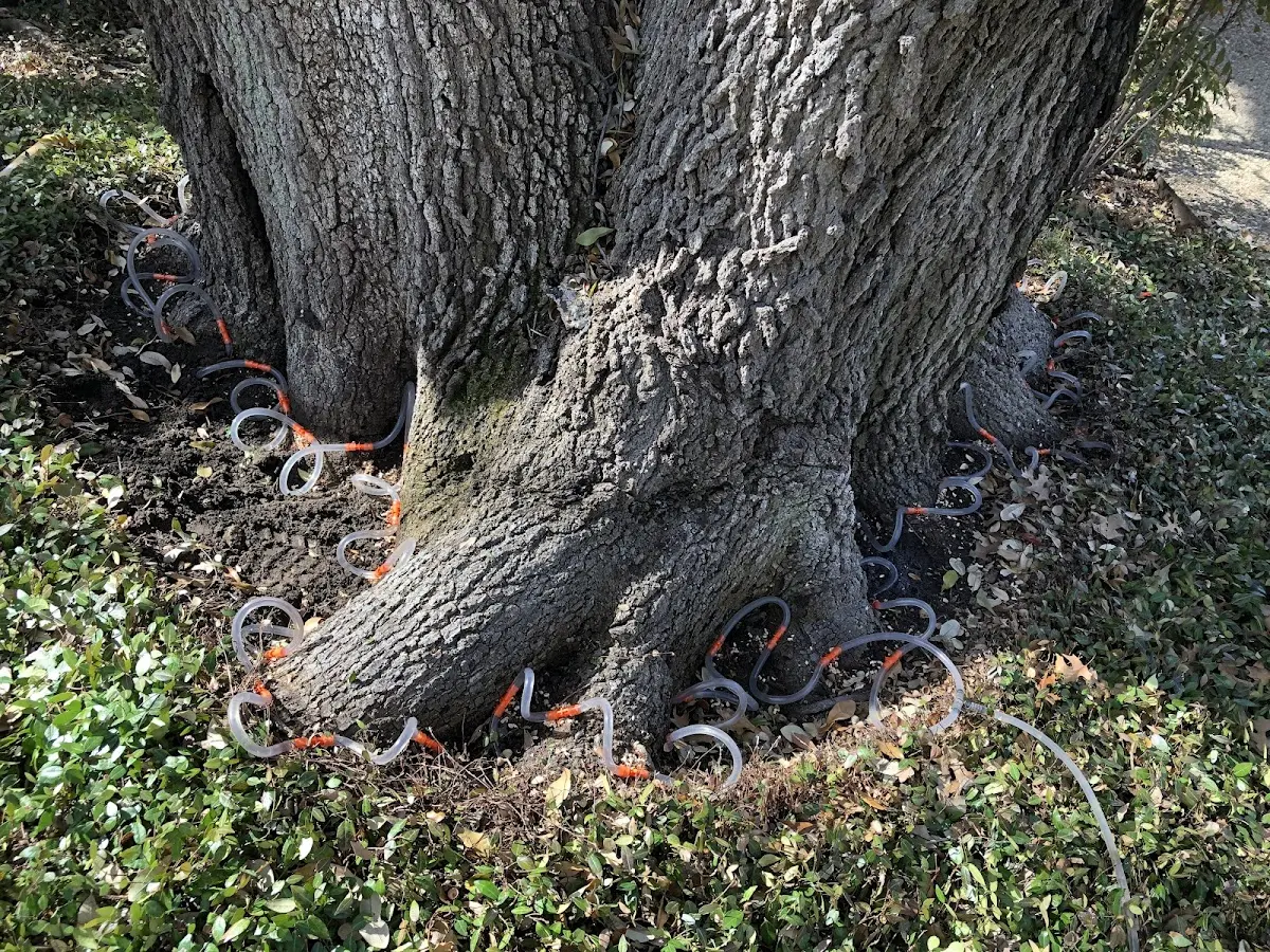 Detailed Tree Cabling and Bracing job site in Stacy
