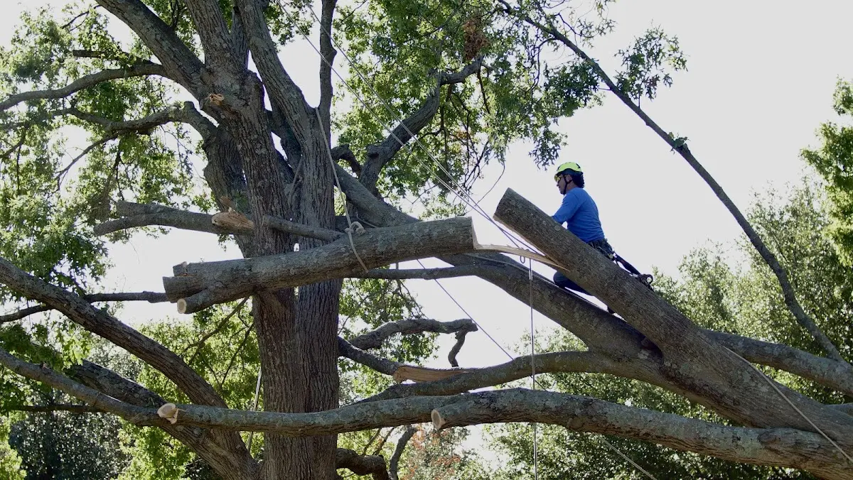 Professional Crown Thinning performed by certified arborists in Stacy