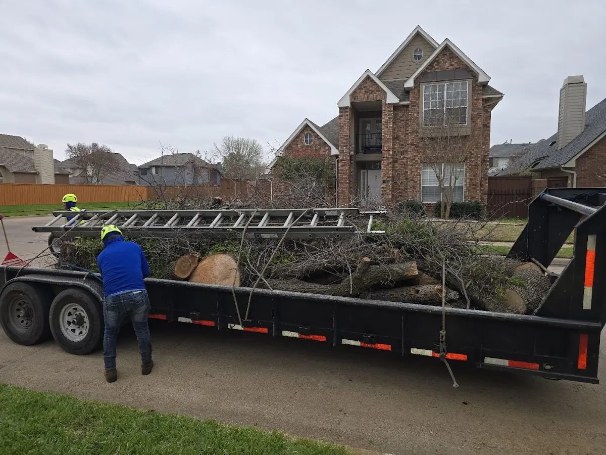 Expert Tree Removal with proper safety equipment in Stacy